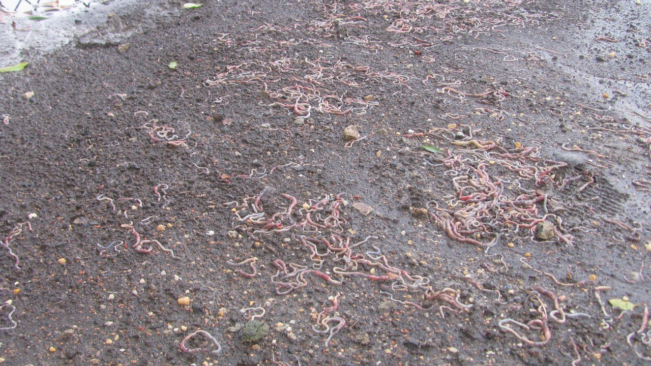 sandy4_00054.jpg